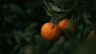 नेपालमा सुन्तलाजात बगैंचा हेरचाह: रोग नियन्त्रण र रोपाइँ गाइड