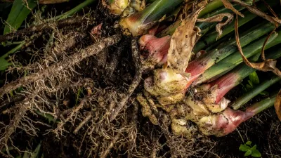 नेपालमा अदुवा खेती र स्याहार: रोप्नेदेखि उखेल्नेसम्मको पूर्ण मार्गदर्शन