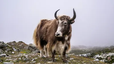 नेपालमा वर्षायाममा पशुपन्छी स्वास्थ्य र खोप तालिका गाइड