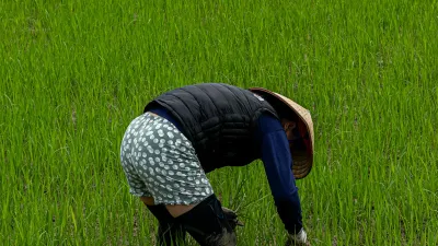 नेपालमा वर्षे धान रोपाइँ: बालनाली कटानी, बीउ छनोट र मल व्यवस्थापन गाइड
