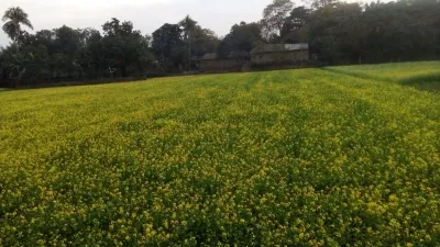 तोरी (सर्सों) खेती गाइड: जाडोमा फल्ने तेलहन बालीको सजिलो तरिका