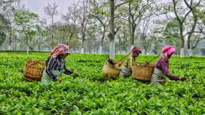 चिया खेती गाइड: इलाम र झापाको प्रिमियम बालीको सम्पूर्ण जानकारी