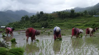 असारमा के रोप्ने? नेपालको महिनावारी खेती गाइड