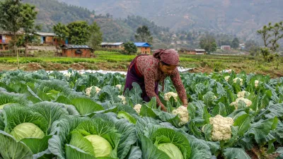 चैत्रमा के रोप्ने? नेपालको महिनावारी खेती गाइड