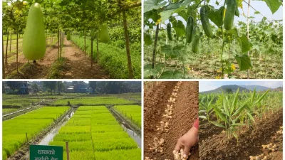 जेठमा के रोप्ने? नेपालको महिनावारी खेती गाइड