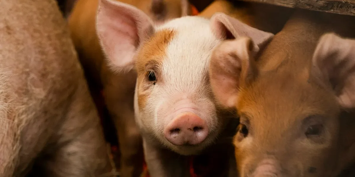 African Swine Fever: A Biosecurity Guide for Nepali Pig Farmers
