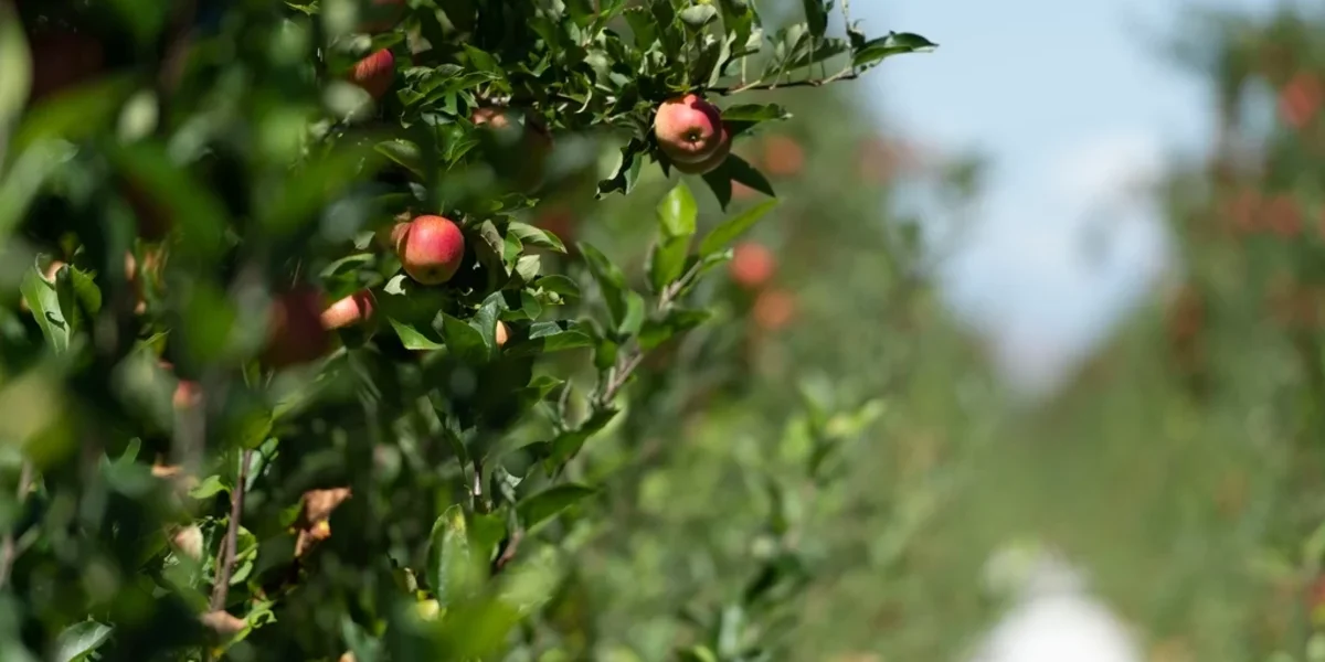 Apple Farming Guide: The Premium Crop of Mustang and Jumla