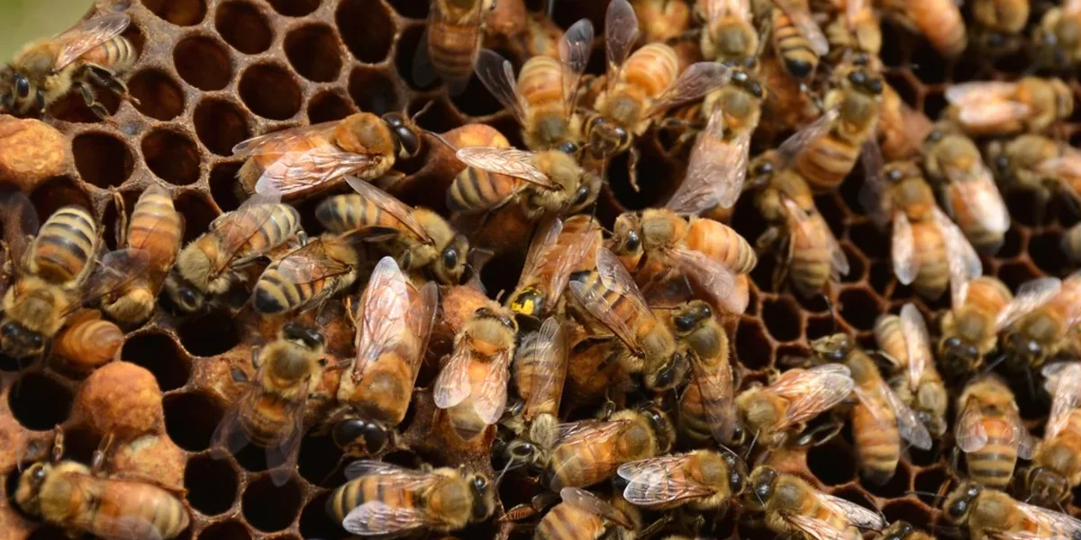 Beekeeping Guide: Starting a Small-Investment Honey Business