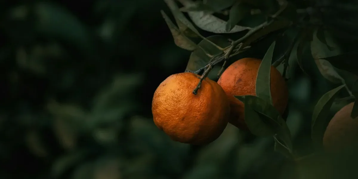 Citrus Orchard Care in Nepal's Monsoon: Disease Control & Planting Guide