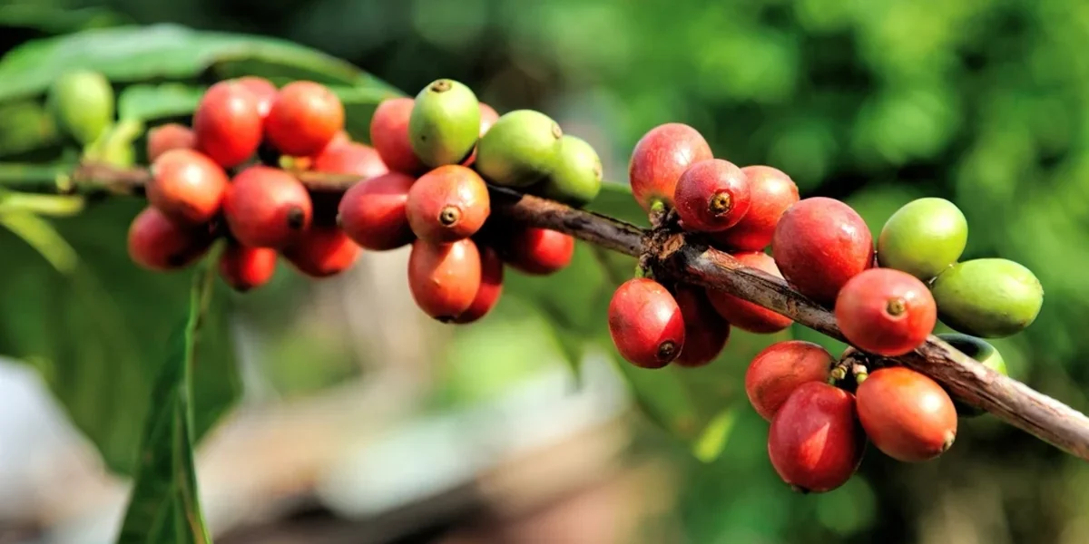 Coffee Farming Guide: The Rising Crop of Gulmi and Palpa