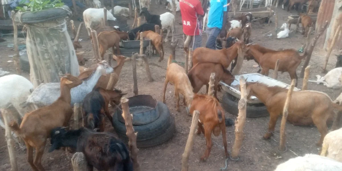 Dashain Khasi (Goat) Buying and Fattening Guide: A Major Income Opportunity