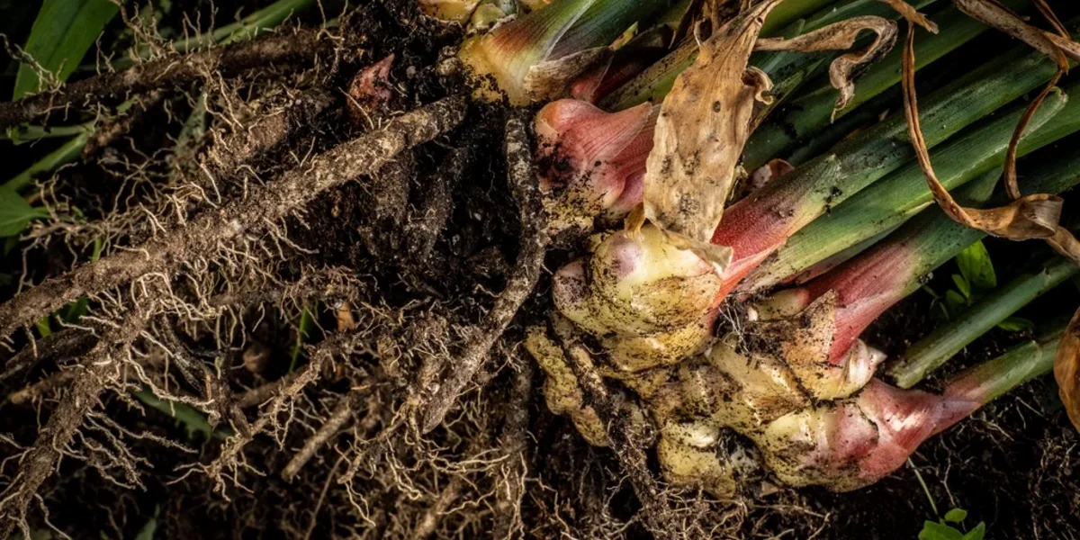 Ginger Farming in Nepal: A Complete Guide From Planting to Harvest