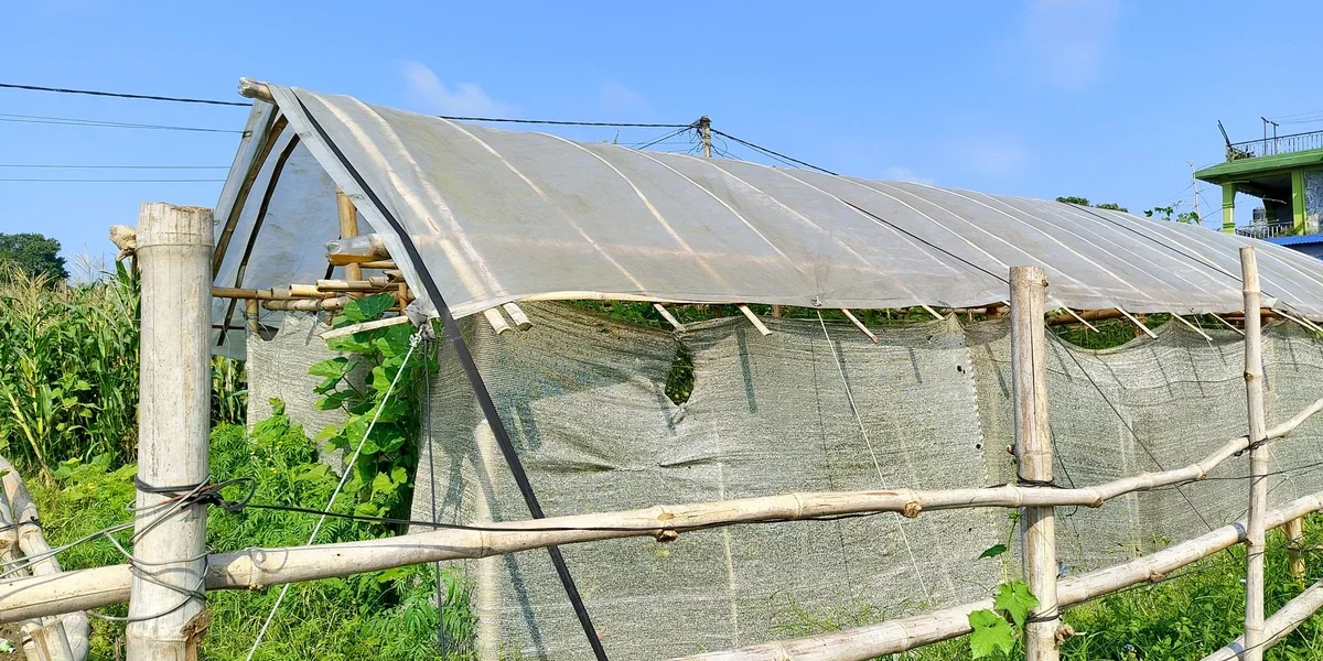 Plastic Tunnel & Greenhouse Farming: Earning More From Off-Season Vegetables