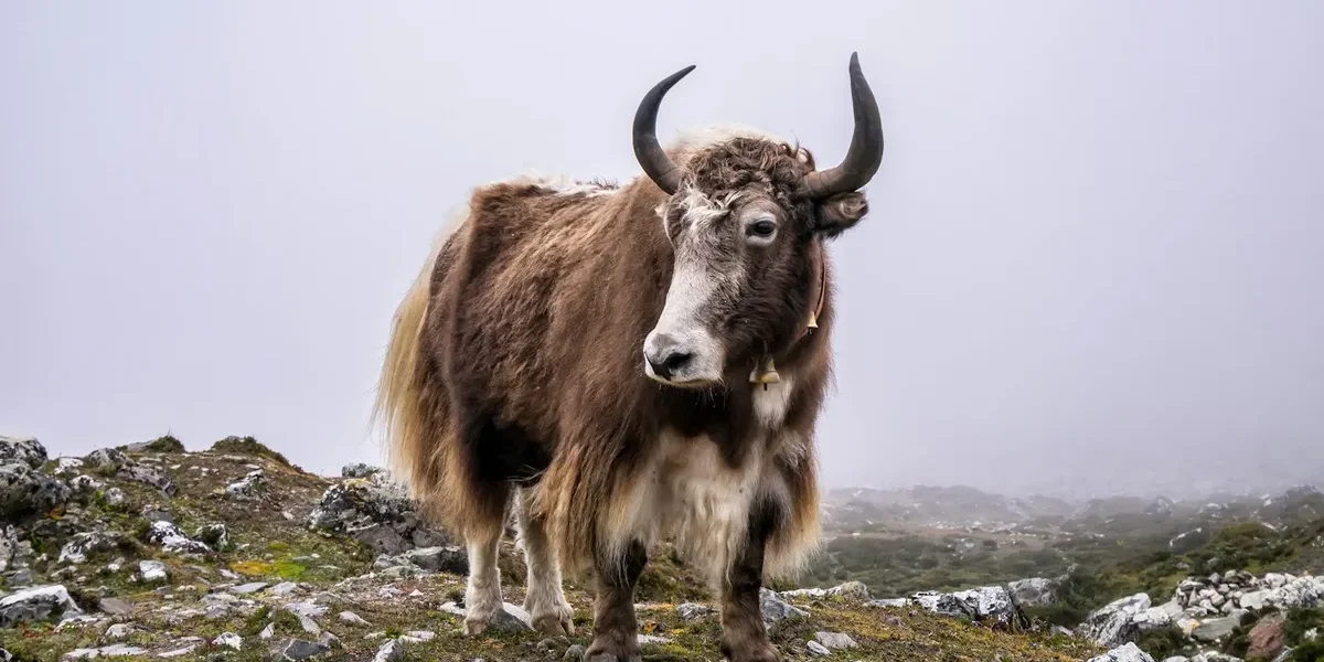 Livestock Health in Nepal's Monsoon: Vaccination Schedule & Disease Prevention