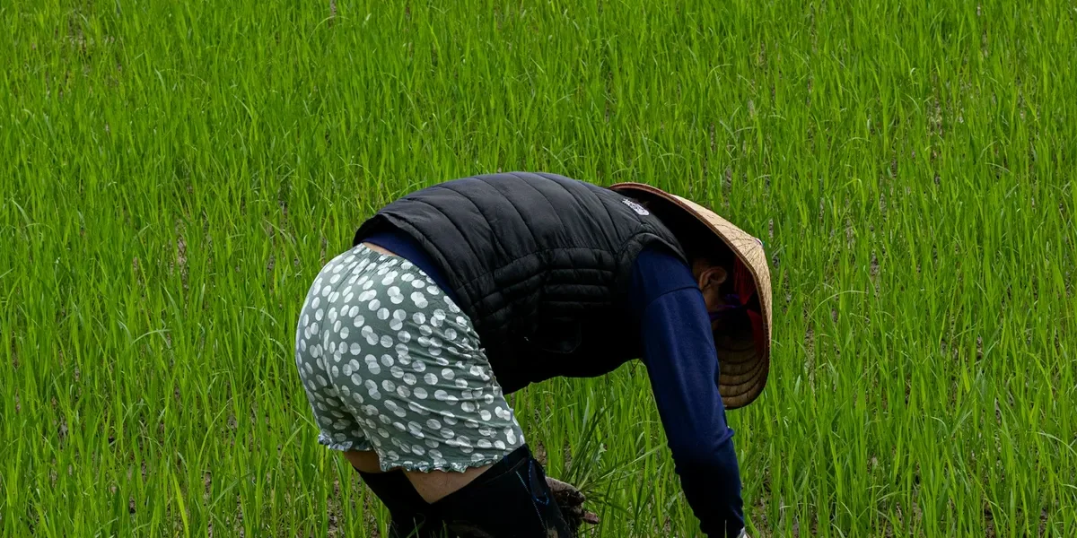 Monsoon Rice Planting in Nepal: Harvest Timing, Seed Selection & Fertilizer Guide