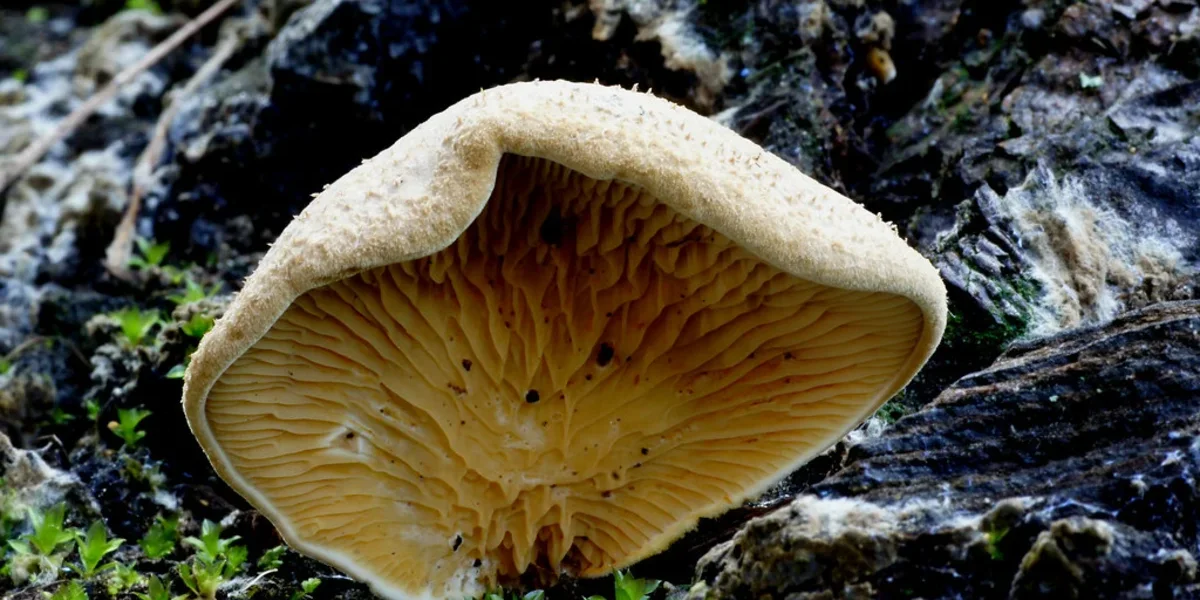 Mushroom Farming Guide: An Income Business You Can Start in a Small Room