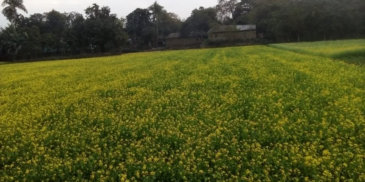 Mustard (Tori) Farming Guide: An Easy Winter Oilseed Crop