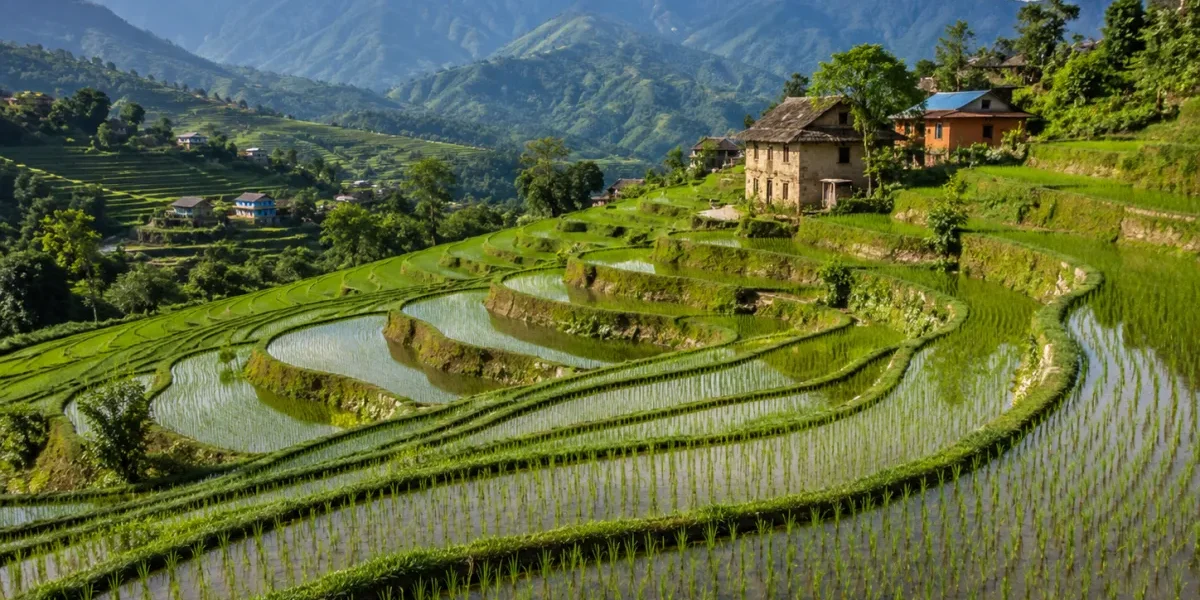 नेपालको भिरालो खेती: साना तर उत्पादनशील टेरेस खेतका रहस्यहरू