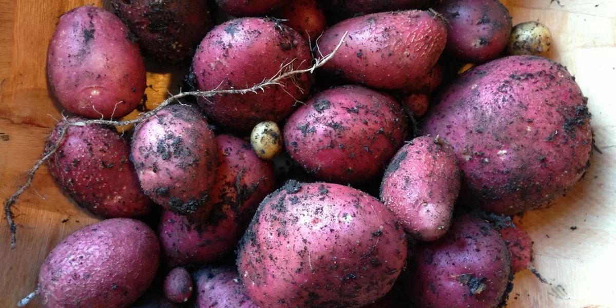 Potato Farming Guide for Nepal: Growing the Two-Season Staple Crop
