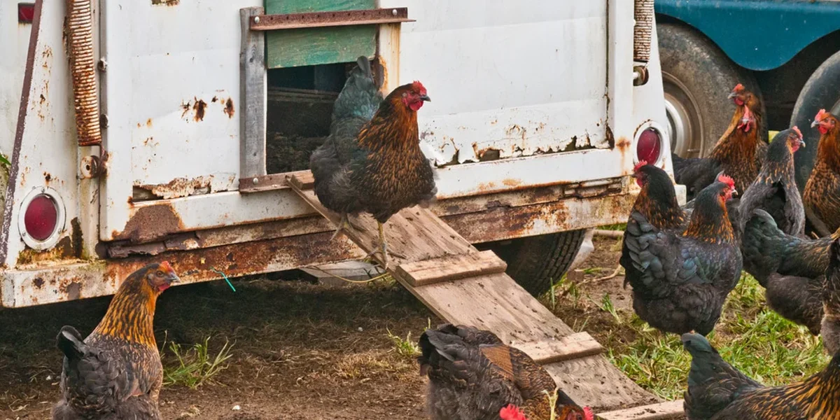 Small-Scale Poultry Farming Guide: A Reliable Income From Your Own Backyard