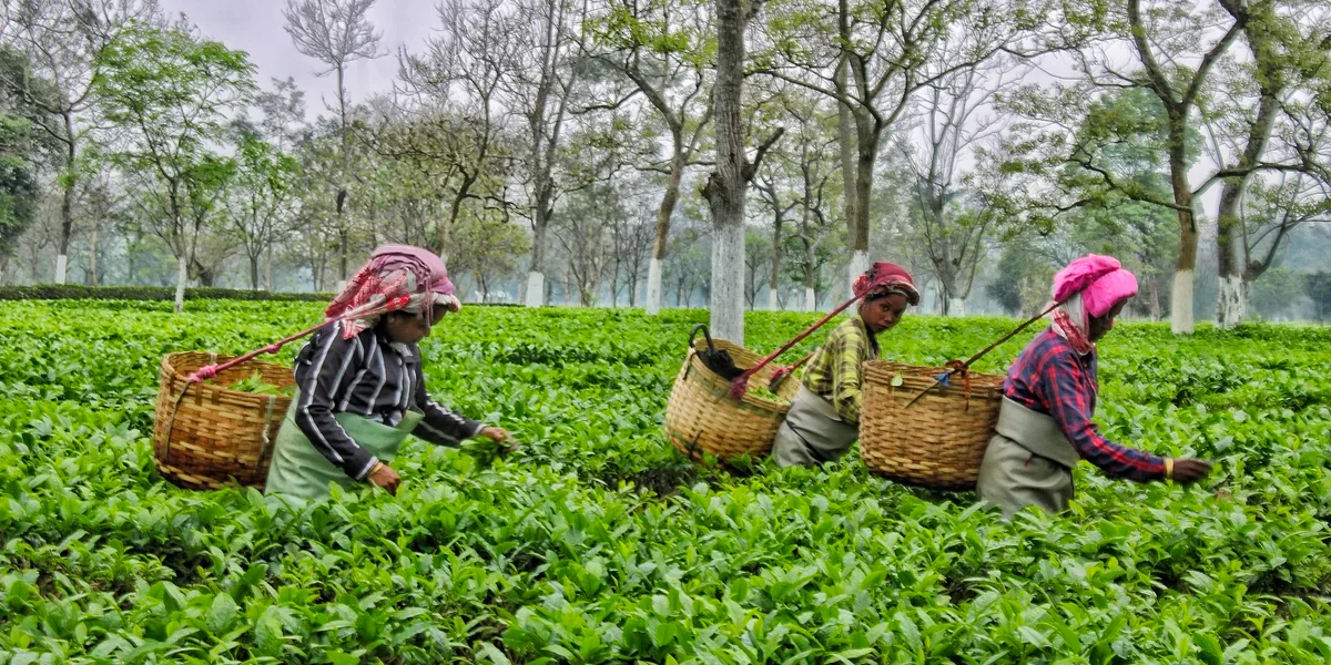 Tea Cultivation Guide: The Premium Crop of Ilam and Jhapa