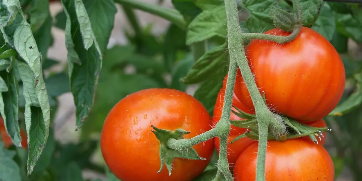 Monsoon Vegetable Garden Guide: Common Pests & Diseases in Nepal