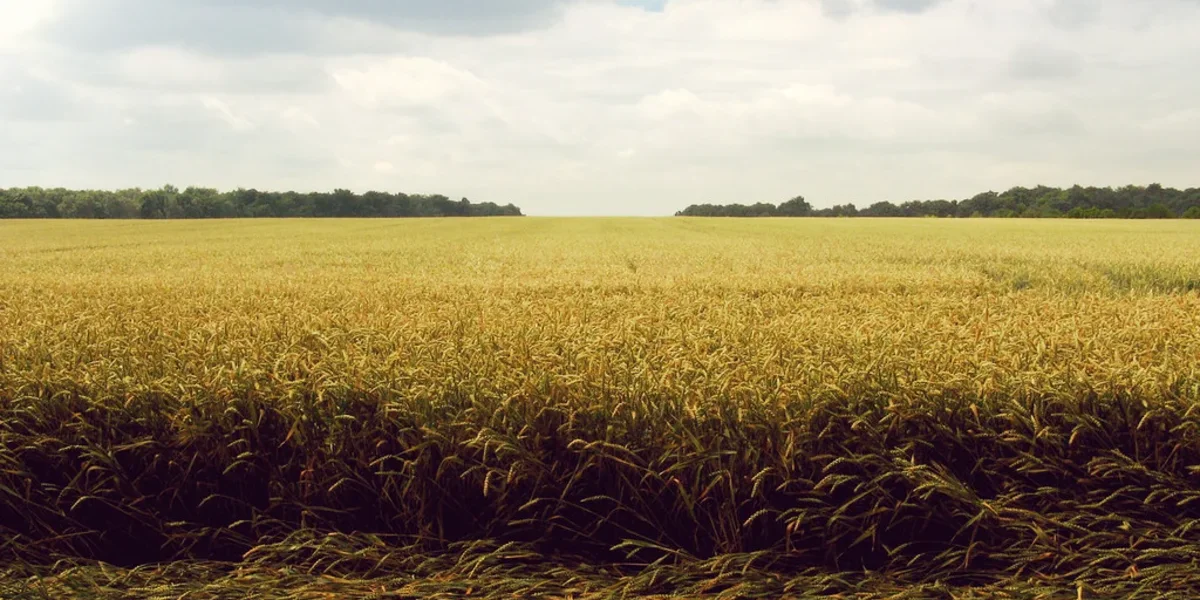 Wheat Farming Guide: Nepal's Winter Staple Crop, Explained Simply