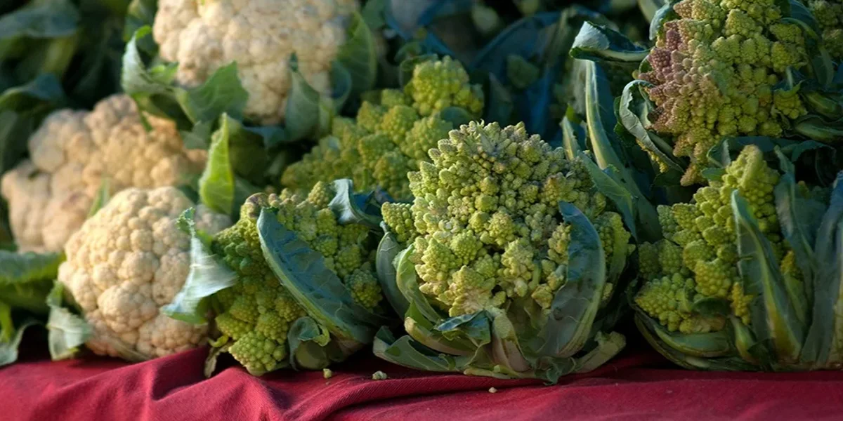 Winter Vegetable Planting Guide: Cauliflower, Cabbage, and Radish in Nepal